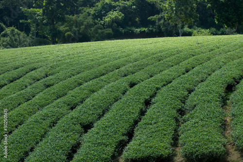 Scenery of tea plantation in thailand