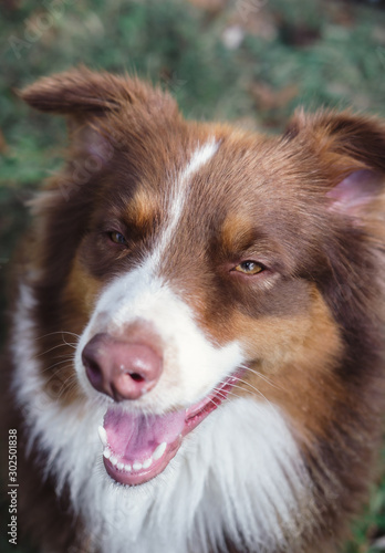dog portrait and briwn eyes