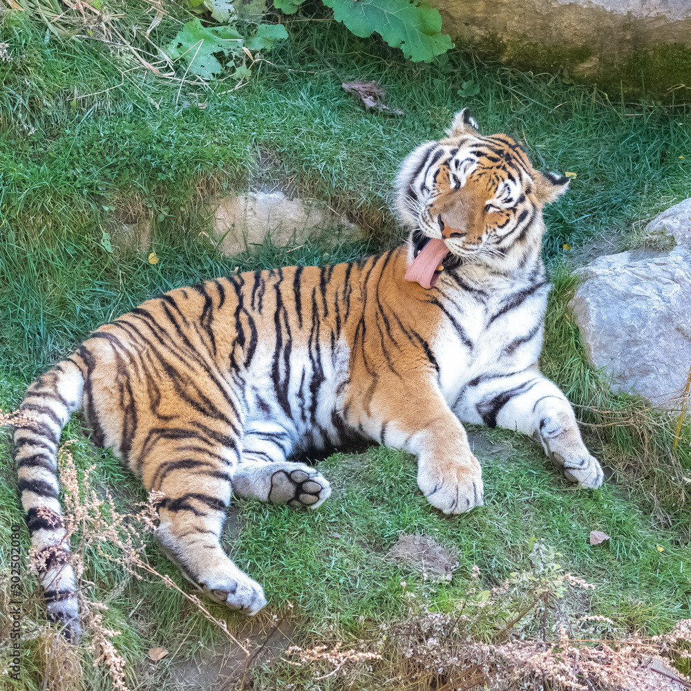 tiger, Panthera tigris, portrait of a tiger lying on the grass, cleaning its skin