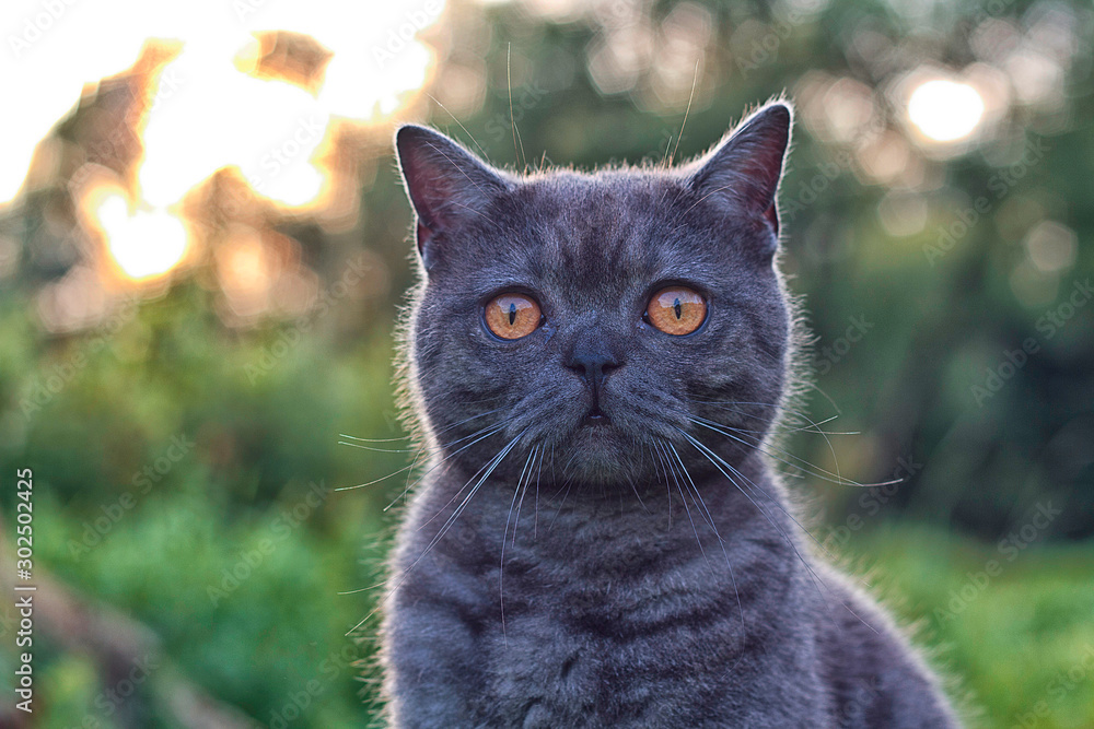 Fototapeta premium Cat looking at the camera