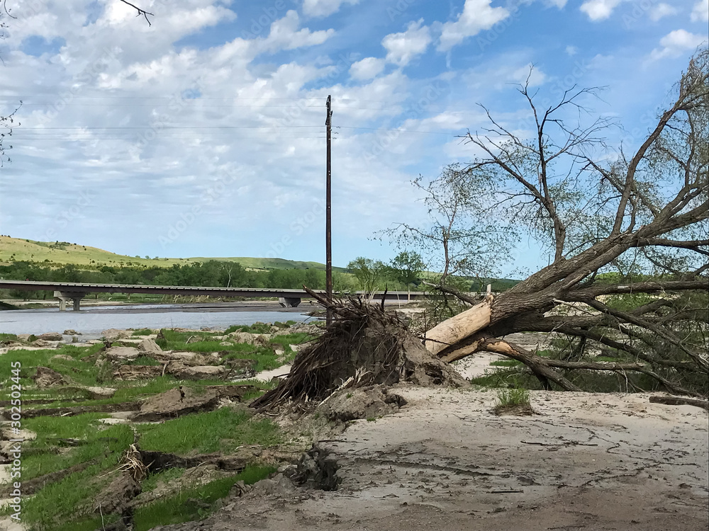 tree on the beach