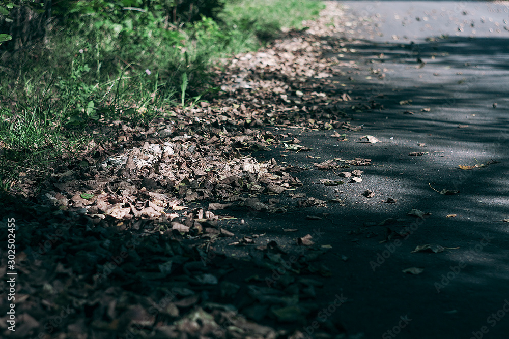Dry leaves on the road