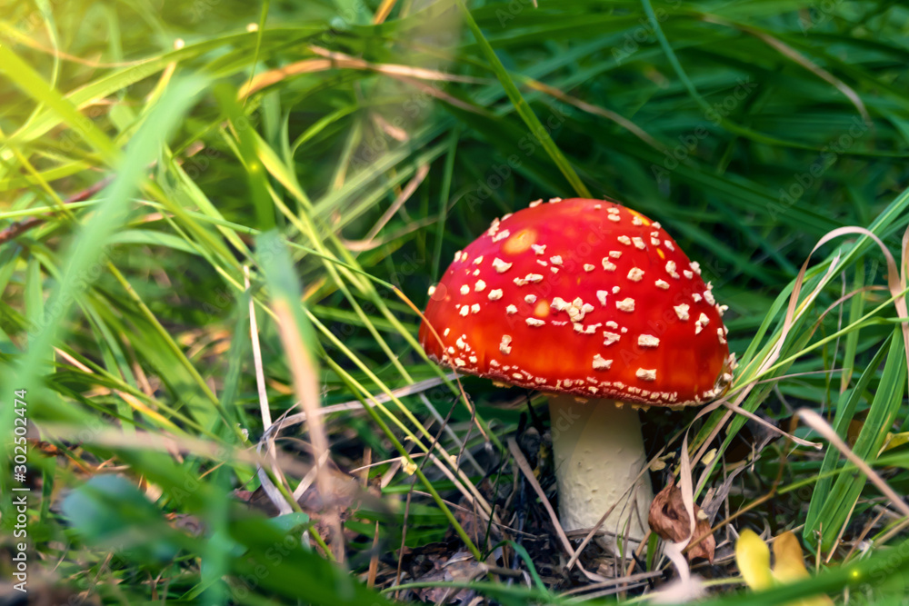red poisonous mushroom fly agaric closeup red poisonous mushroom fly agaric closeup