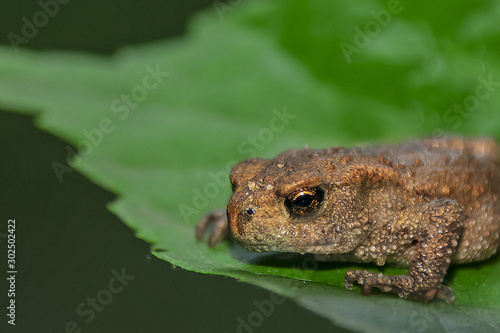 a small frog sits on a green leaf
