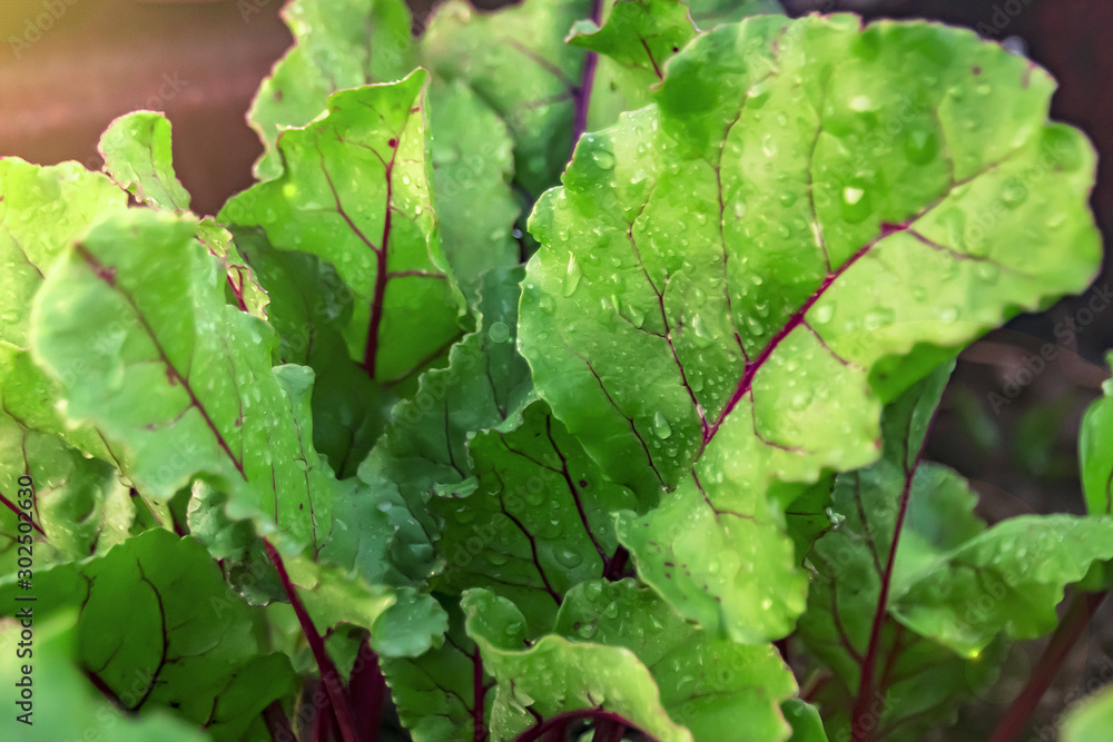 beet leaves with red stripes close up drops of dew beet leaves with red stripes close up drops of dew