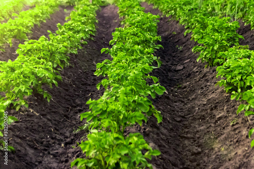 Green field of potato crops in a row