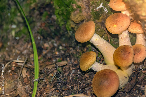 mushrooms honeydew