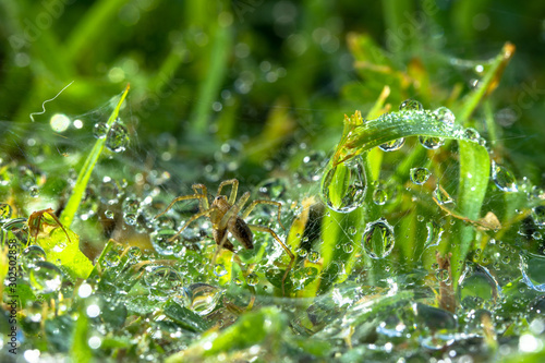 Dewdrops on the spider web above green grass © Narong Niemhom