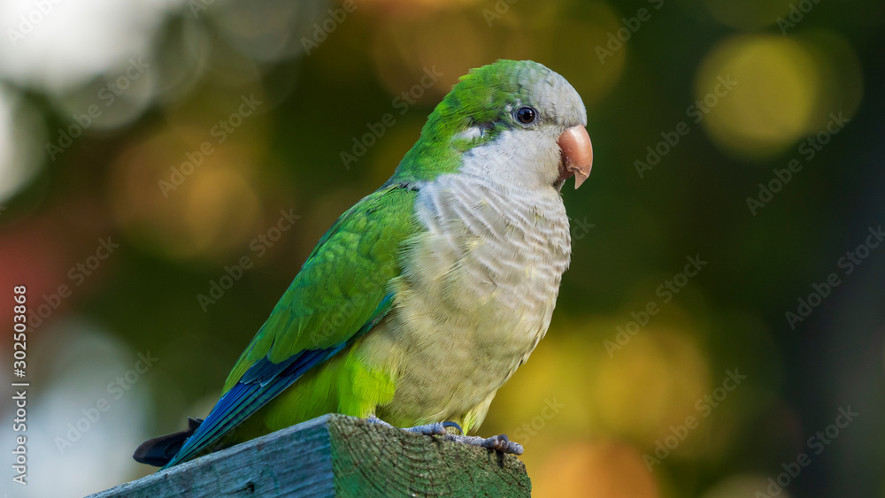 Monk Parakeet Wooden Post Yellow and Green Background Cadiz Monk Parakeet Wooden Post Yellow and Green Background Cadiz