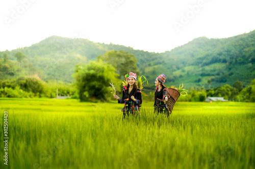 Hmong, beautiful women, two, walk through the Rice field, rice growth, green, l