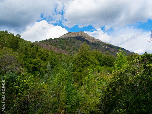 Patagonian forest with cloudy blue sky. 