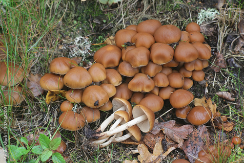 Psathyrella piluliformis, known as Common Stump Brittlestem, wild mushroom from Finland photo