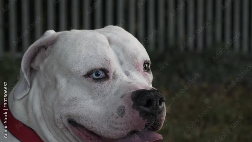 Ride Side View Of White Purebred American Bulldog Sitting Down On Grass In Park. Locked Off Ride Side View Of White Purebred American Bulldog Sitting Down On Grass In Park. Locked Off