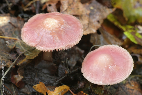 Mycena rosea, known as the rosy bonnet, wild mushroom from Finland photo