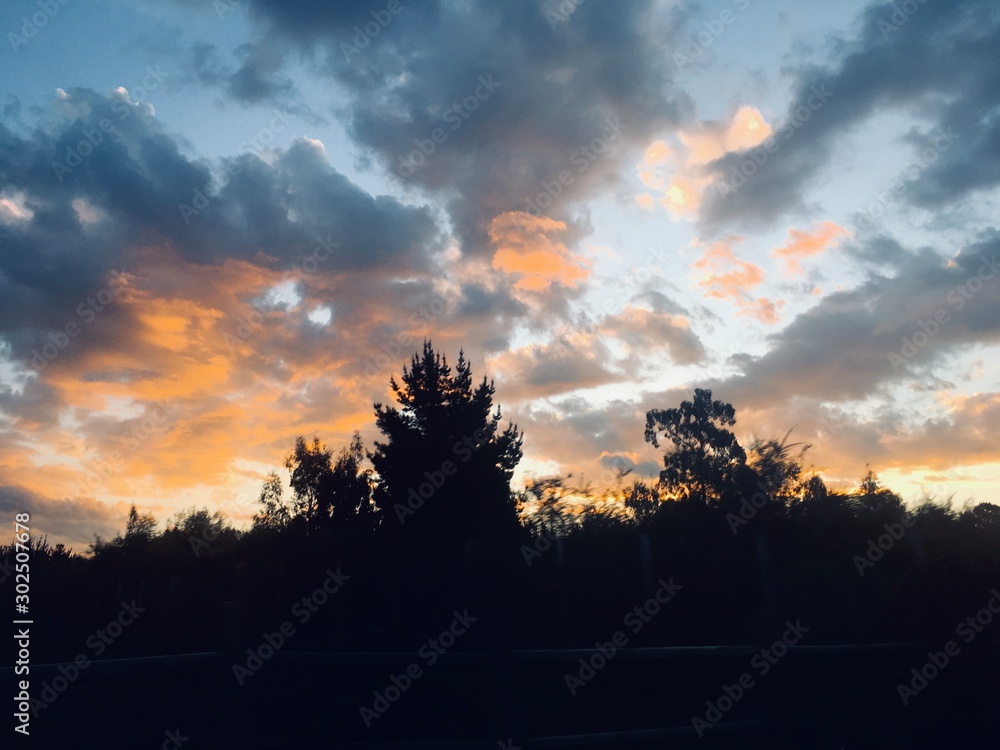 Obraz premium pink clouds over silhouetted trees
