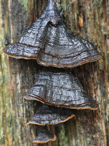 Hymenochaete rubiginosa, known as Oak Curtain Crust, wild fungus from Finland photo