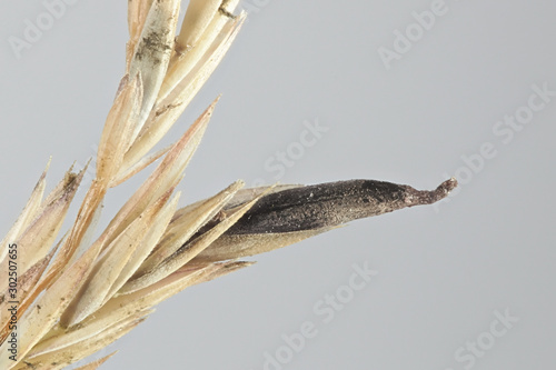 Claviceps purpurea, known as ergot fungus, growing on meadow grass (Poa sp) in Finland photo