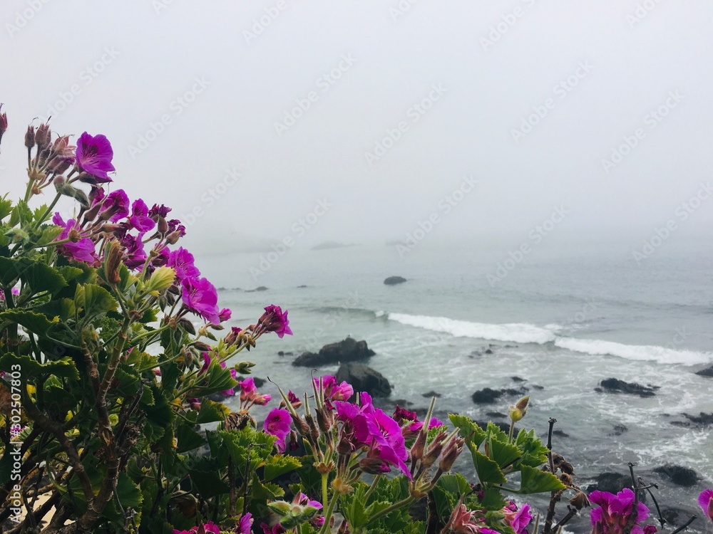 purple flowers with foggy ocean purple flowers with foggy ocean