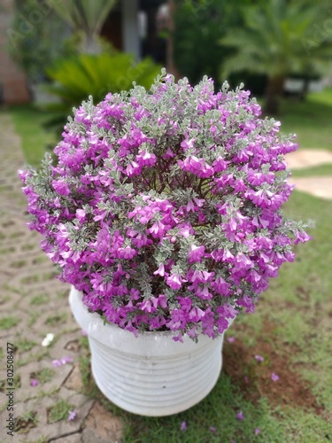 Wallpaper Mural Flores Torontodigital.ca