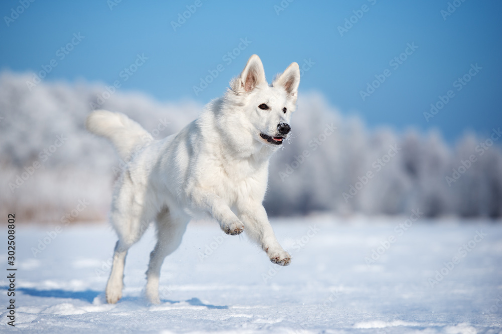 Naklejka premium happy white shepherd dog running outdoors in winter