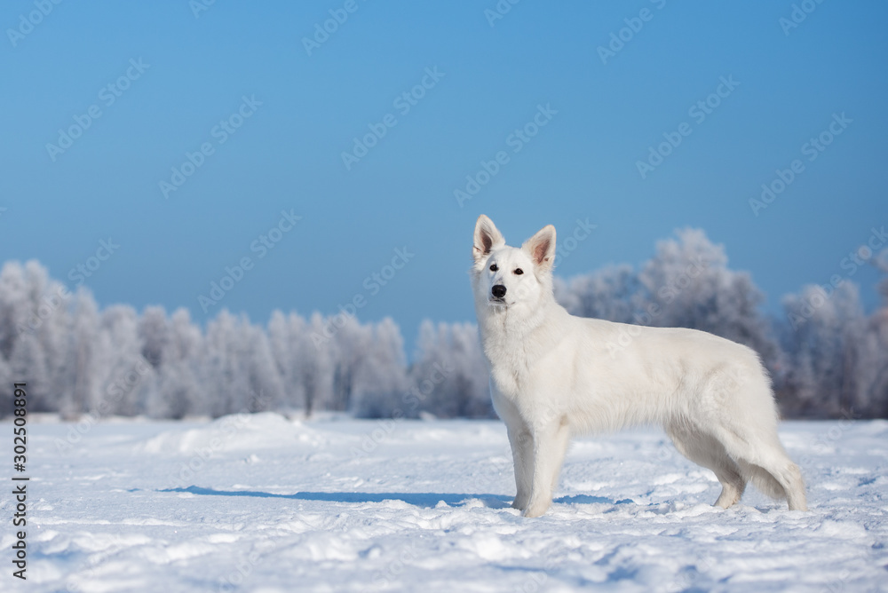 Obraz premium white swiss shepherd dog standing outdoors in winter