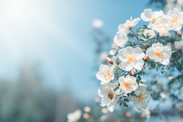 White bush roses on a background of blue sky in the sunlight. Beautiful spring or summer floral background.