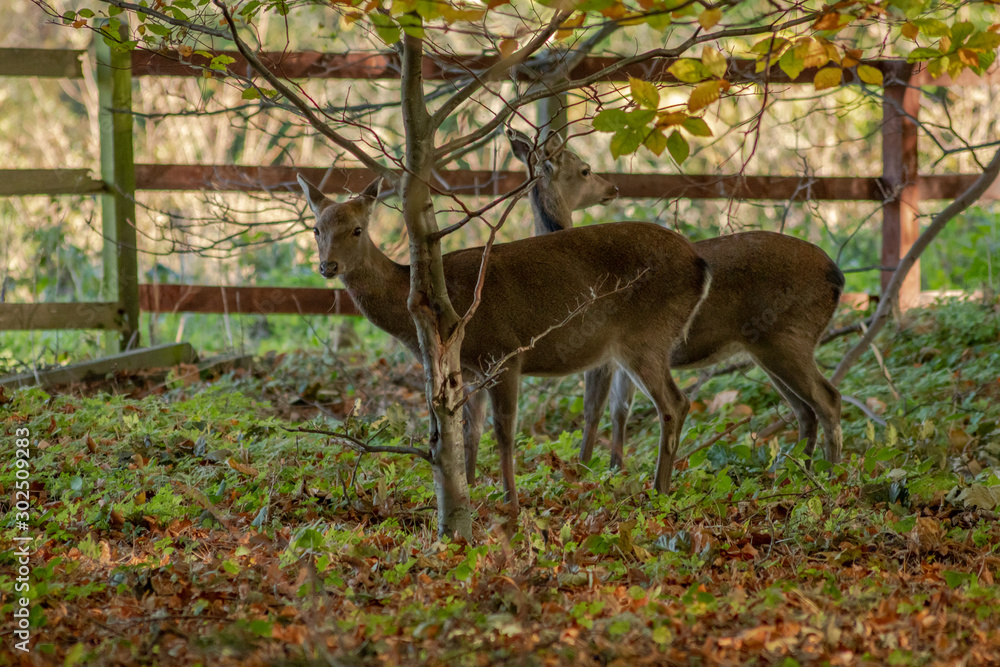 Two Sika Deer in the Autumn Woods, County Wicklow Two Sika Deer in the Autumn Woods, County Wicklow