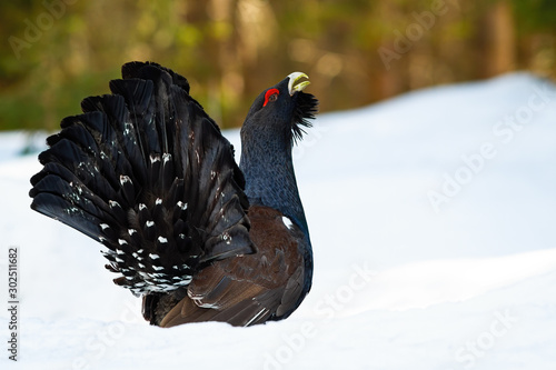A gorgeous adult male of western capercaillie, tetrao urogallus, displaying himself and lekking in wintertime. Ground-living forest bird standing in the snow and spreading tail.