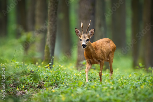A colorful photo of roe deer, capreolus capreolus, buck looking for mate in the woods. Forest ruminant walking between grass and flowers the ground in summer and looking into the camera. © WildMedia