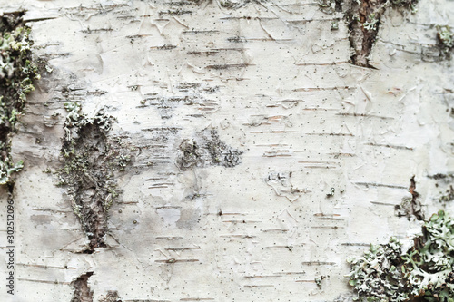 Tableau sur toile White birch tree bark with lichen growing on it