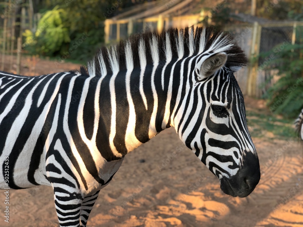 zebra in zoo zebra in zoo