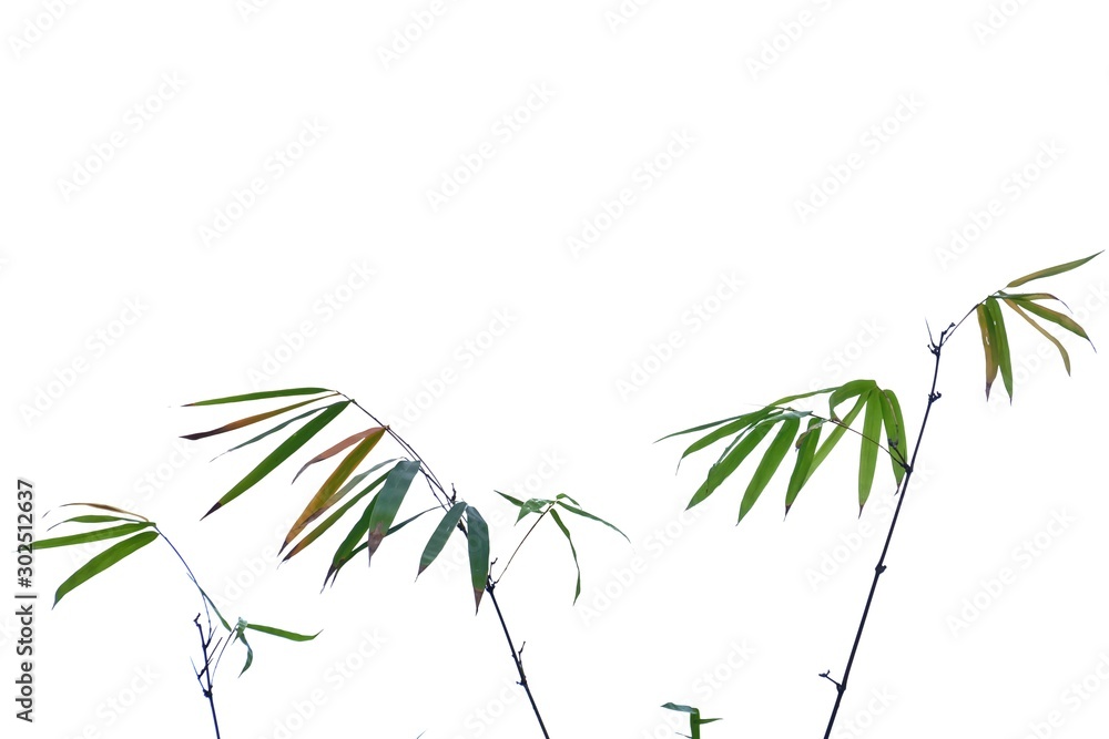 Fototapeta Azjatycka bambusowa roślina z liśćmi rozgałęzia się na białym odosobnionym tle dla zielonego ulistnienia tła