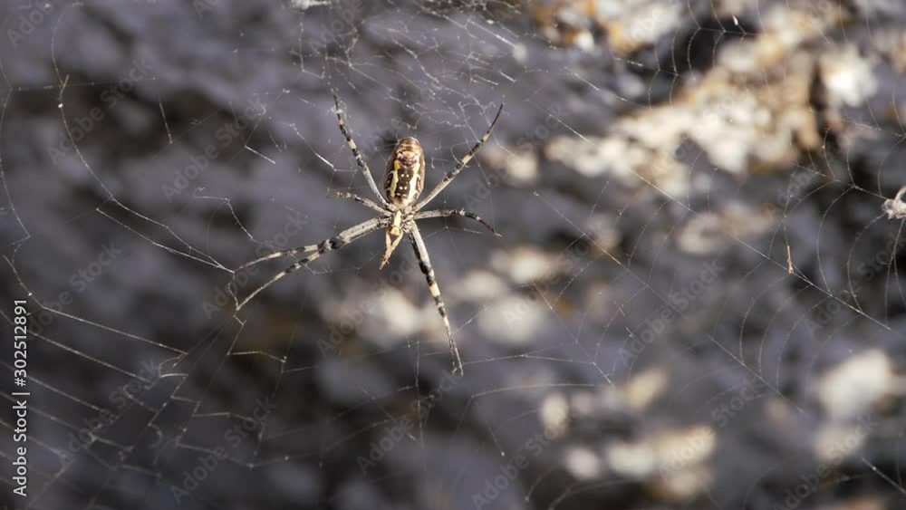 Helicase, arachnids Crimean Peninsula. Spider sits on a web. Helicase, arachnids Crimean Peninsula. Spider sits on a web.