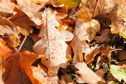 autumn leaves on the ground, yellow and brown oak leaves with rain drops, no people