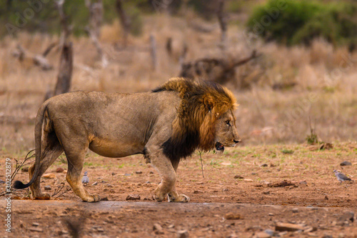 Black maned African Lion circumventing the drinking hole searching for an opportune place to drink.