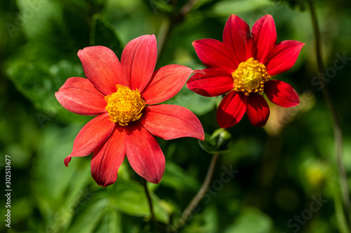 Close-up of red aster flowers in the summer time garden
