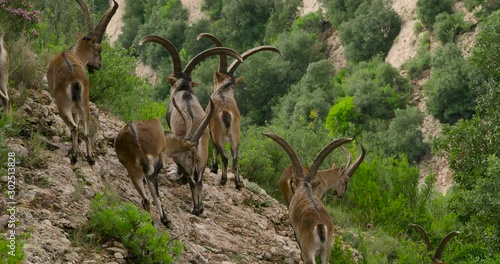 Spanish Wild Goats (Iberian Ibex) on Montserrat Mountain Close-up, Catalonia, Spain