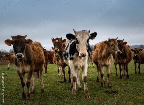 white and brown dairy cows in a meadow. Cloudy weather in France