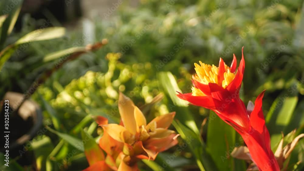 Blurred close up macro of colorful tropical flower in spring garden with tender petals among sunny lush foliage. Abstract natural exotic background with copy space. Floral blossom and leaves pattern Blurred close up macro of colorful tropical flower in spring garden with tender petals among sunny lush foliage. Abstract natural exotic background with copy space. Floral blossom and leaves pattern