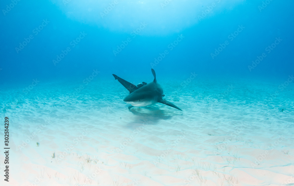Fototapeta premium Bull shark at the Bahamas