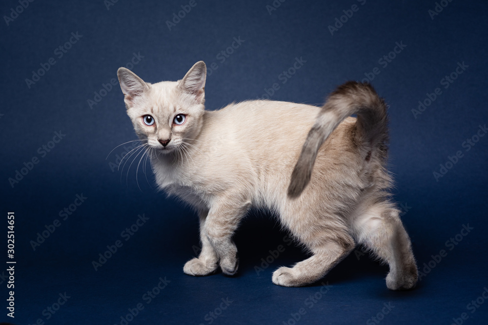 Cute tabby colorpoint kitten. Dark blue background