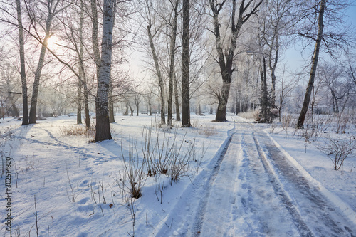 Beautiful trees in white frost