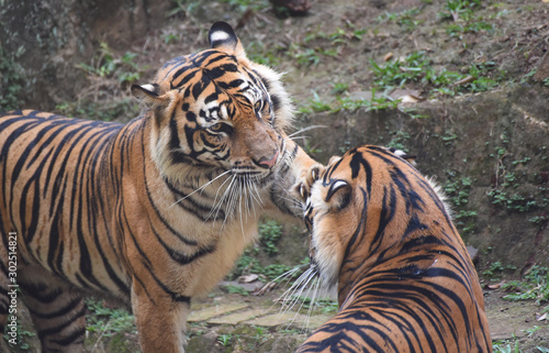 two sumatran tiger playing