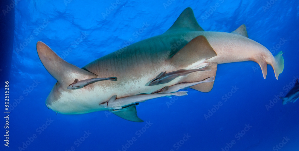 Fototapeta premium Nurse shark at the Bahamas