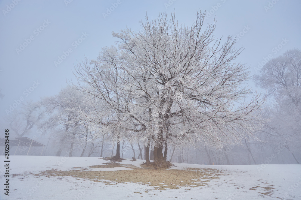 custom made wallpaper toronto digitalBeautiful trees in white frost