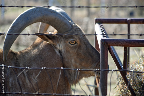 Mountain Goat