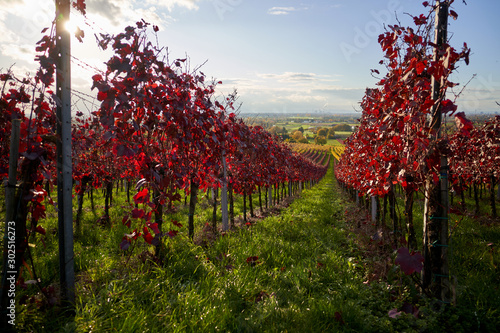 Herbstlich bunte Weinberge im Sonnenlicht im Herbst