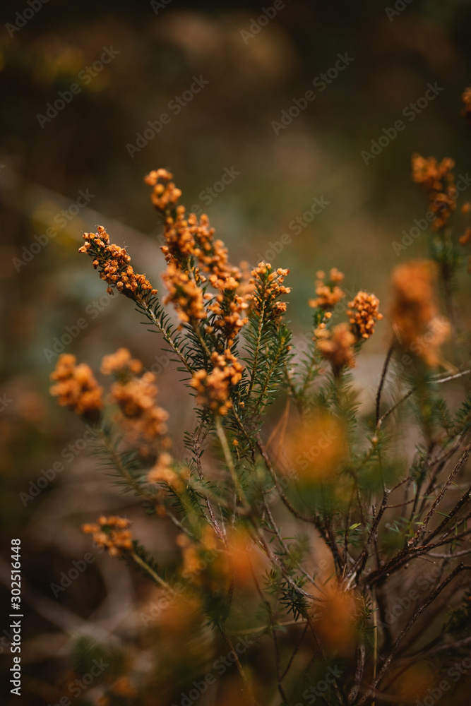 Autumn flowers close up background Autumn flowers close up background