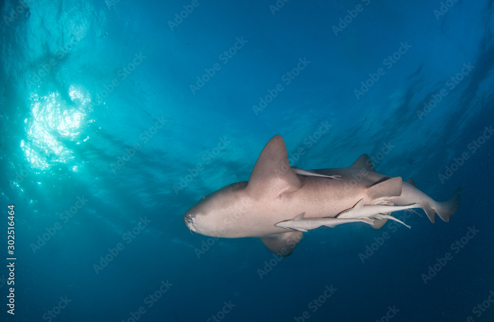 Obraz premium Nurse shark at the Bahamas