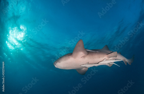 Nurse shark at the Bahamas © Michael Bogner